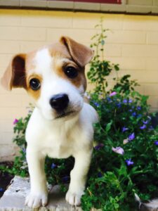 A small brown and white dog stands proudly