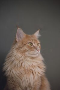 A long-haired cat with striking yellow eyes