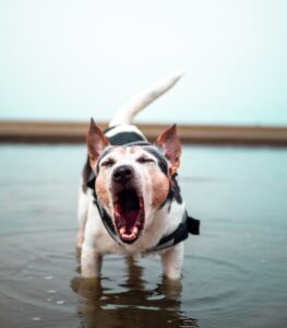 A playful dog standing in shallow water