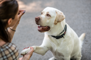 A friendly off white Labrador retriever sits on a path, raising its paw to a person