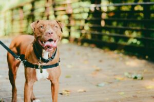 A playful brown dog on a wooden path