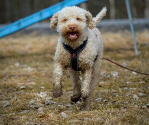 A fluffy, light-colored dog with a black harness joyfully runs across a grassy field