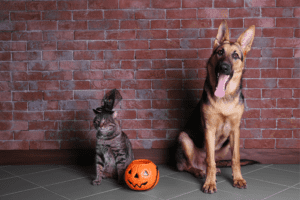 A dog and a cat peacefully sitting beside a pumpkin shaped box