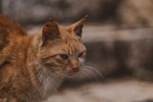 Close-up of an orange tabby cat with a weathered face