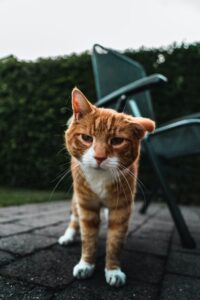 A close-up of an orange tabby cat with white markings