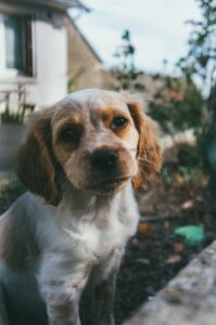 A fluffy dog with golden fur sits outdoors