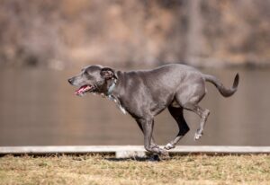 A gray dog joyfully runs along the shore of a lake