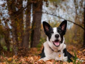 A happy black and white dog lying in utumn leaves