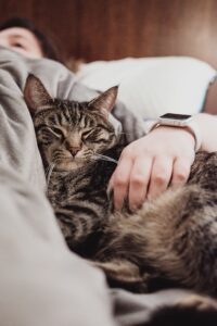 A cozy tabby cat peacefully lies on a bed besides a person