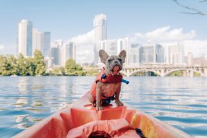 A small French Bulldog in a life jacket sits atop a kayak