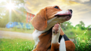 A beagle sitting in grass, scratching its ear