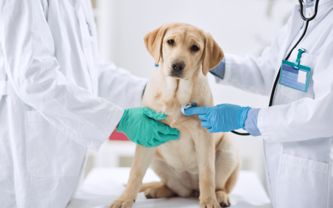 A veterinarian examines a dog during a check-up