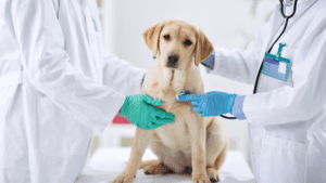 A veterinarian examines a dog during a check-up
