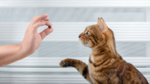 A hand holds cat food towards a curious Bengal cat