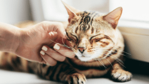 A hand gently pets a relaxed Bengal cat with closed eyes