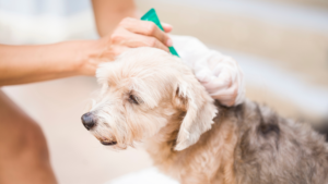 A person gently applies flea and tick prevention treatment to a dog
