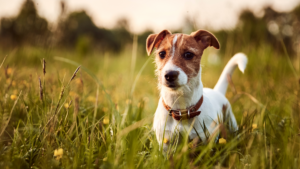 A small brown-and-white dog stands in a grassy field