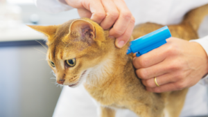 A person gently microchipping a cat