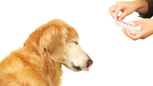 A golden retriever licks its lips while a person prepares to give it medication