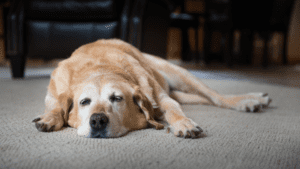 A relaxed dog lies on a carpet