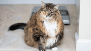 A fluffy, brown and white cat sits on tiled flooring near a weighing scale