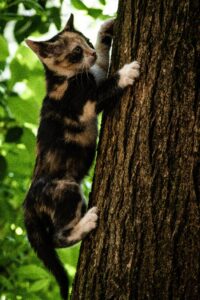 A playful calico kitten climbs a textured tree trunk