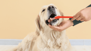 A person brushes the teeth of a dog