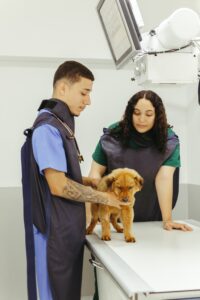 A small brown dog stands on a table at a veterinary clinic