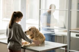 A person interacts gently with a golden retriever at a veterinary clinic