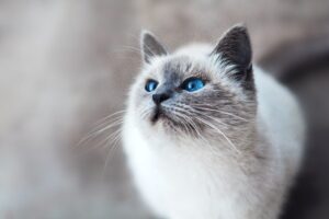 Close-up of a fluffy, cream-colored cat with striking blue eyes
