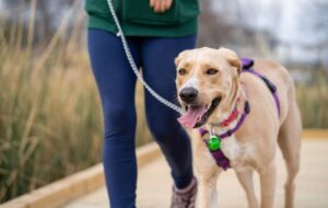A person in a green hoodie walks a tan dog