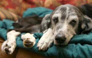 An elderly dog with graying fur lies comfortably on a teal blanket