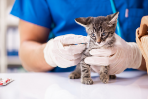 A veterinarian administering a vaccination to a small kitten