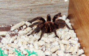 A spider perched on a rocky surface