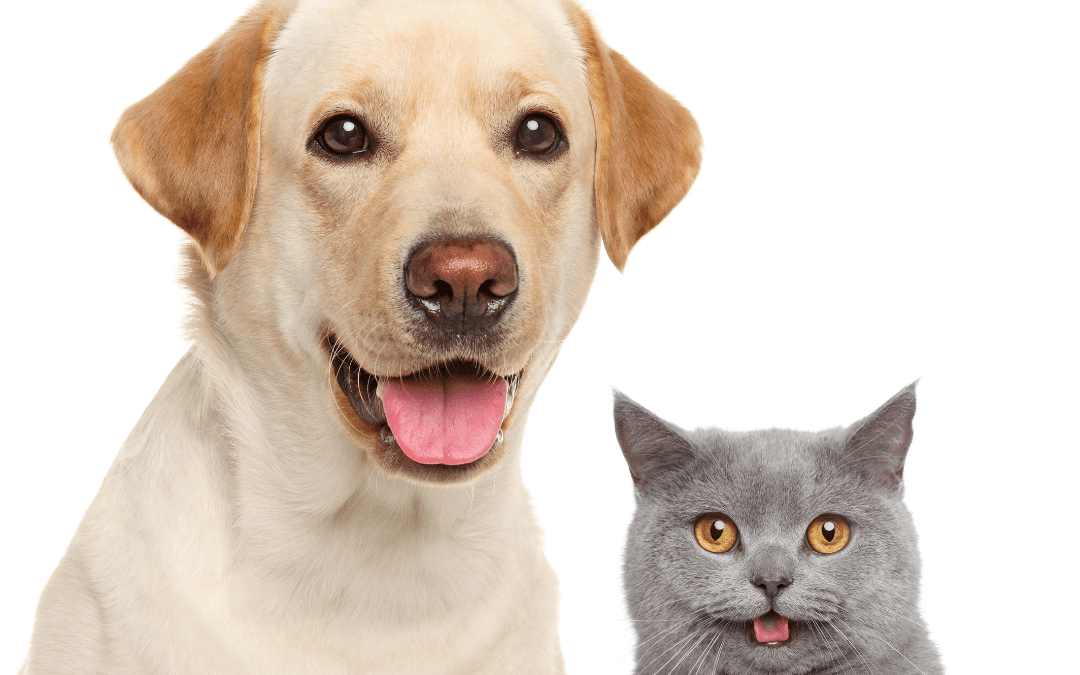 EP 96 Dental health for dogs and cats – Dr. Angela Briggs