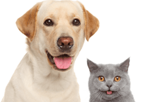 A dog and a cat stand side by side