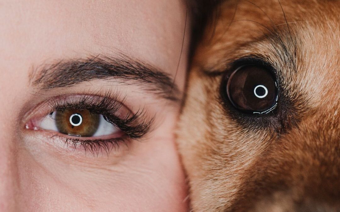EP 95 Taking care of your pet’s eyes – Dr. Ben Bergstrom