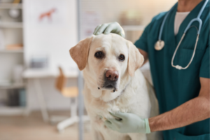 A veterinarian conducts an examination of a dog in a clinical setting