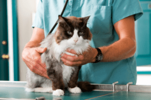 A veterinarian uses a stethoscope to examine a cat