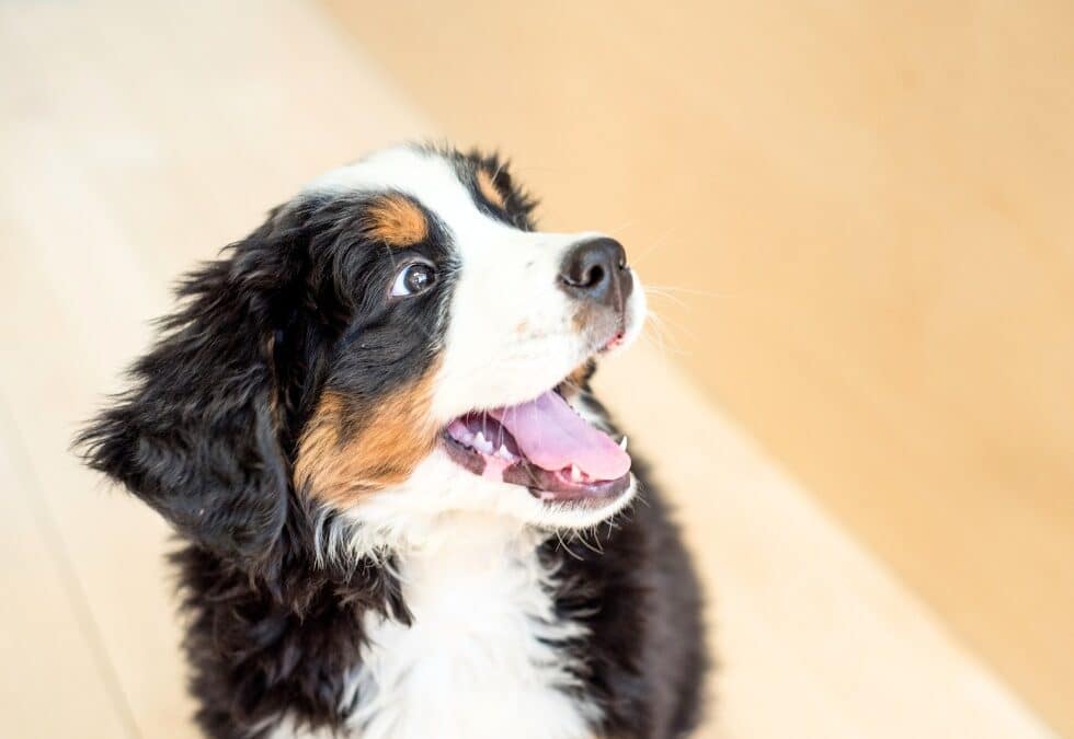 A Bernese Mountain Dog sitting gracefully on a polished wooden floor