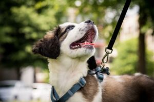 A dog wearing a leash gazes upward