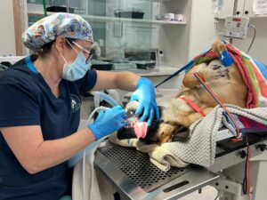 A veterinarian wearing a mask and gloves cleans a dog's teeth during a dental procedure