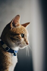 Profile of a curious orange tabby cat wearing a blue collar with a bell