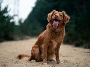 A dog sits on a dirt road