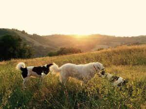 Three dogs play in a golden field at sunset, surrounded by gentle hills