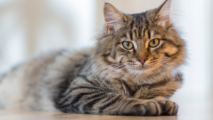 A cat resting comfortably on the floor