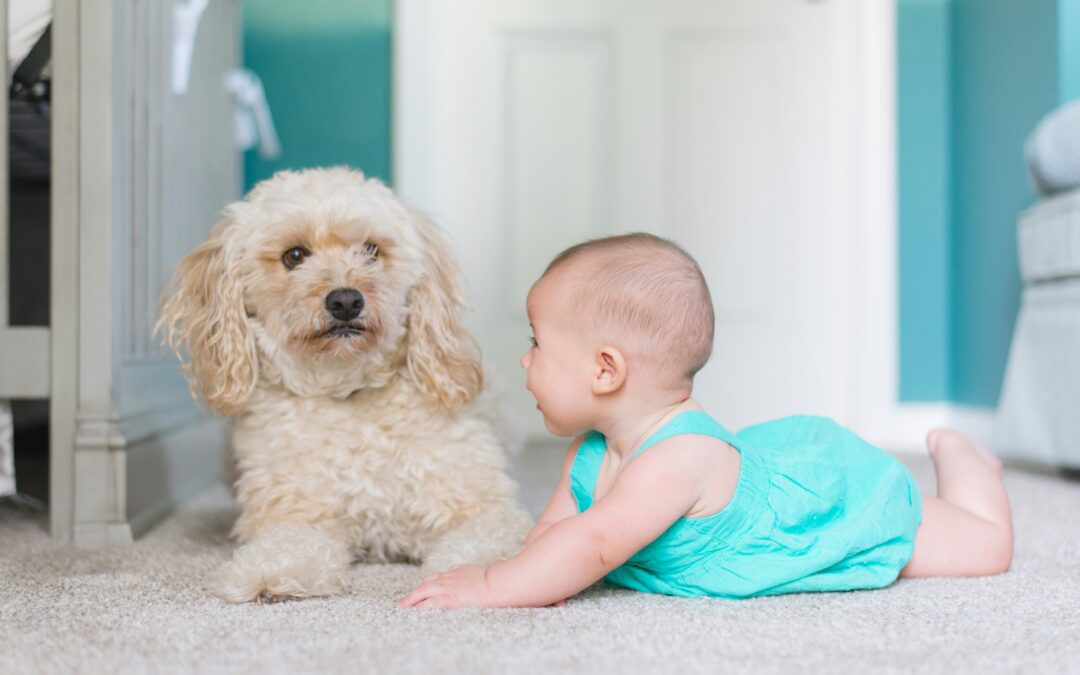 A baby and a dog play together on the floor