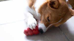 A dog happily chewing on a bright red ball