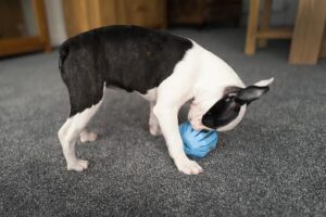 A small black and white dog happily chewing on a bright blue toy