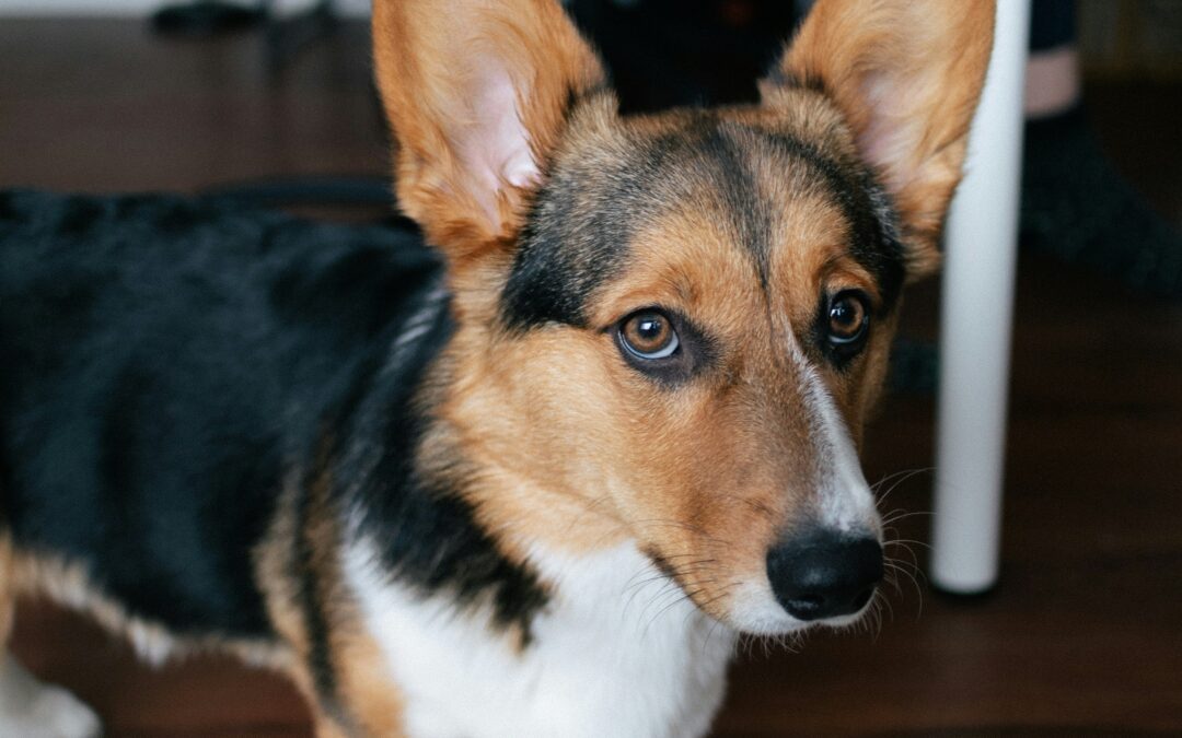 A close-up of a playful Dog